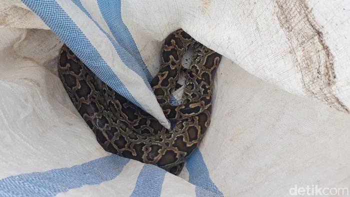 Cari Makan, Ular Piton 3 Meter Bikin Heboh Warga Makassar