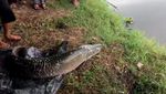 Detik-detik Ikan Arapaima Predator Dilepas ke Sungai Brantas