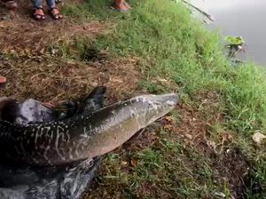 KLHK Gandeng KKP Tangani Kasus Ikan Arapaima di Brantas