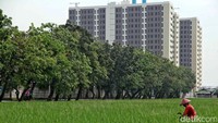 Harga sawah tersebut dihargai sekitar 5 juta meter dengan total luas lahan sawah 600 hektar.