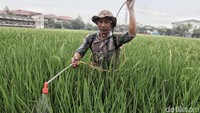 Seorang petani merawat lahan sawah di Rorotan, Jakarta Utara, Selasa (26/6/2018).