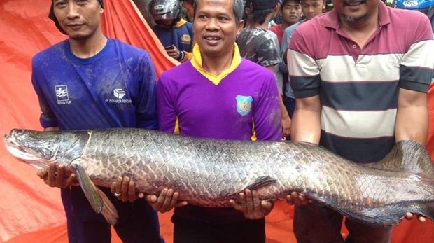 Ikan Arapaima gigas yang ditangkap di Sungai Brantas. 
