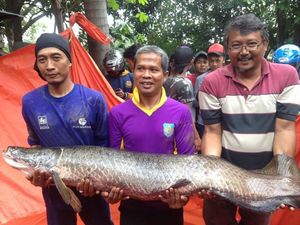 Ikan Arapaima Pernah Ditemukan Warga di Sungai Brantas