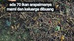 Penampakan Arapaima, Predator yang Meneror Ikan di Sungai Brantas