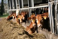 Pabrik Susu Ramah Lingkungan Ini Beroperasi dari Kotoran Sapi