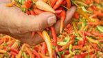 Pedas! 10 Meme Sambal Ini Bisa Bikin Kamu Baper Sampai Ngakak