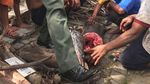 Penampakan Arapaima, Predator yang Meneror Ikan di Sungai Brantas