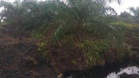 Bentuk pohon sawit yang ditanam di perkebunan ini berbeda dengan sawit umumnya. Batang pohon tidak ada yang lurus alias bengkok. Hal ini diperkirakan karena sawit ditanam di lahan gambut. Selain itu, lokasi penanaman sawit dibagi ke dalam blok-blok dan hanya dipisah dengan kanal. 