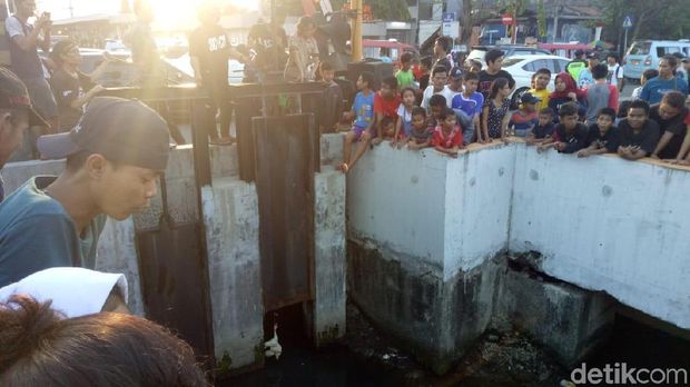 Buaya dipancing keluar dengan menggunakan seekor ayam
