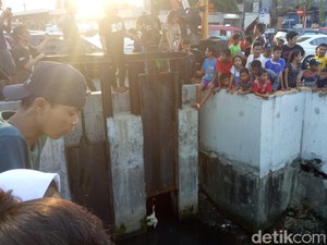 Buaya Kali Grogol Masuk Gorong-gorong, Petugas Pancing Pakai Ayam