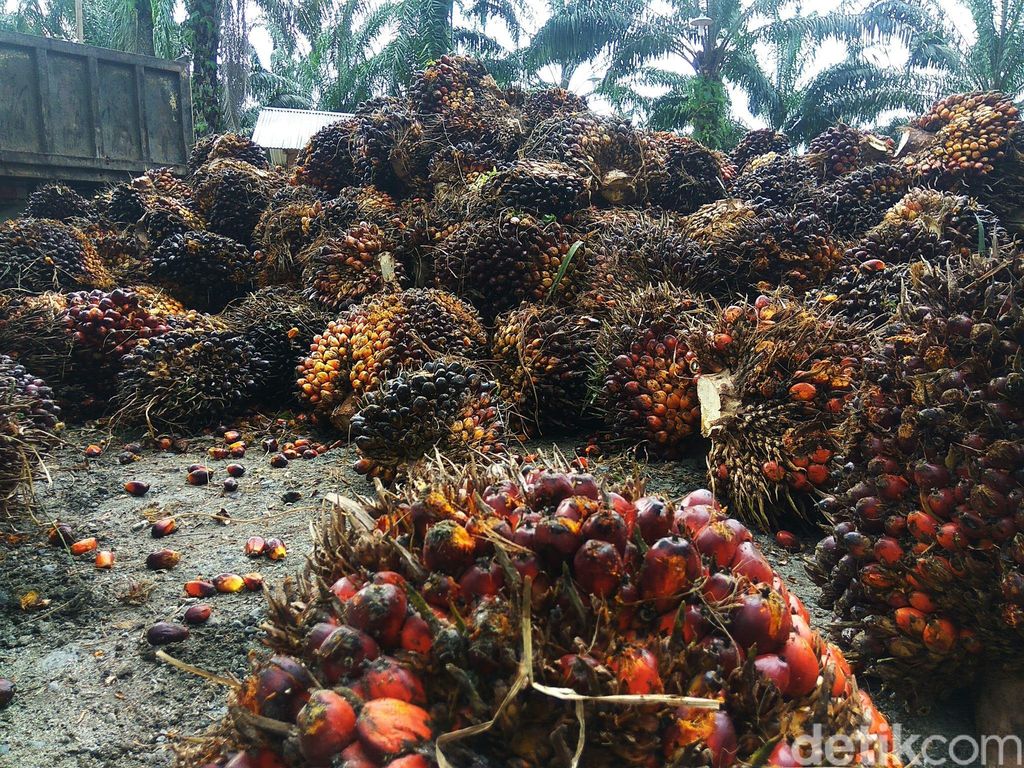 Harga kelapa sawit di Aceh turun
