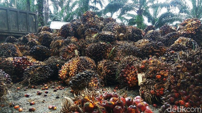 Protes Keras! RI Tak Terima Dituding Uni Eropa Jor-joran Subsidi Sawit