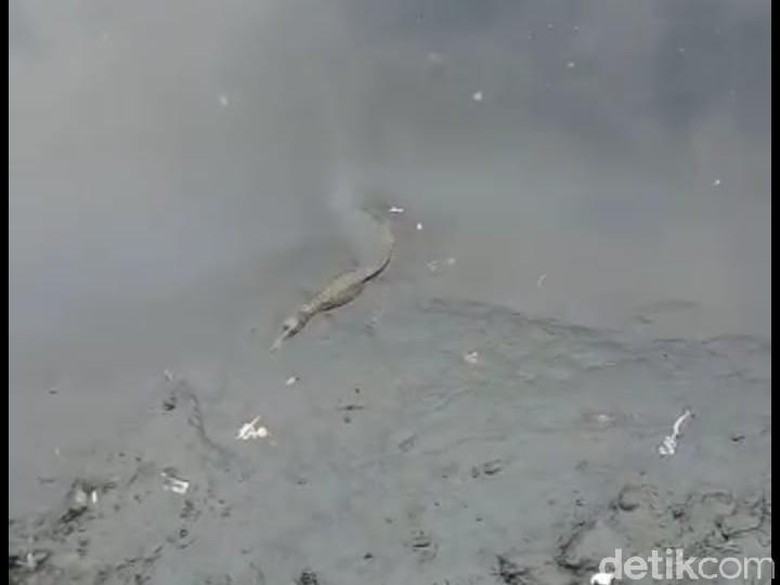 Geger Buaya Muncul di Kali Grogol Jakarta Barat Geger Buaya Muncul di Kali Grogol Jakarta Barat