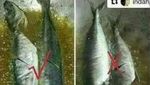 Kocak! 8 Meme Ikan Goreng Ini Bikin Ngakak, Ada yang Masak Pakai Helm