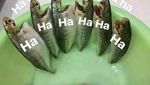 Kocak! 8 Meme Ikan Goreng Ini Bikin Ngakak, Ada yang Masak Pakai Helm