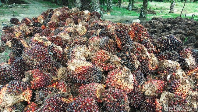 Aceh Bahas Poligami Saat Angka Kemiskinan Tinggi dan Robot Jaga Tol