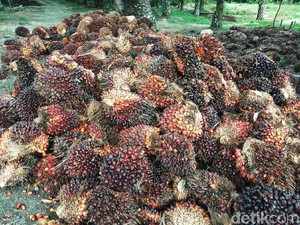 Pemerintah Tanggung Biaya Pengelolaan Kebun Sawit Rakyat