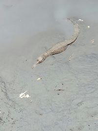  Crocodile that was seen in Kali Grogol 