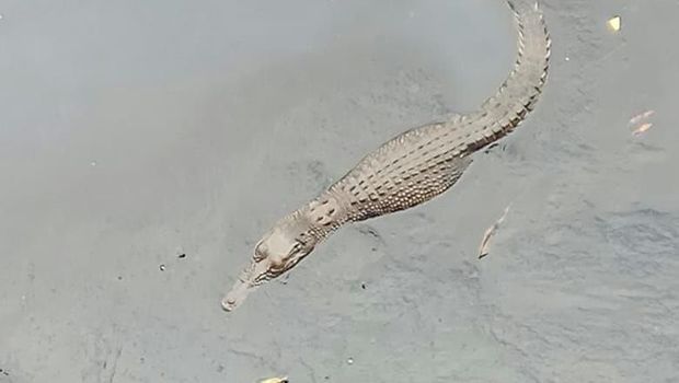 Cegah Buaya Masuk Permukiman, Pasukan Biru Siaga di Kali Grogol