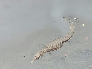 Memancing Buaya di Tengah Kota Jakarta