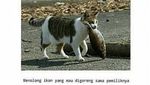 Kocak! 8 Meme Ikan Goreng Ini Bikin Ngakak, Ada yang Masak Pakai Helm
