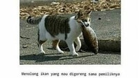 Meoong! Si mpus ini dibilang baik hati karena menolong ikan yang mau digoreng. Padahal kayaknya itu kucing sedang mencuri ikan ya? Foto: Istimewa