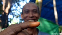 Usai menggunakan hak pilihnya, seorang warga memamerkan jari kelingkingnya menggunakan kunyit sebagai pengganti tinta.