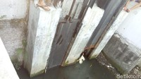 Seekor ayam yang diikat dengan tali telah ditaruh di mulut gorong-gorong, sementara petugas yang sebelumnya berada di titik itu mengambil jarak. Jika pancingan umpan ayam ini berhasil, buaya itu akan ditangkap pakai tali. (Foto: Peti-detikcom)