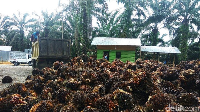 Harga kelapa sawit di Aceh turun