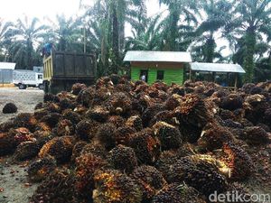 Jatah 20% Lahan Sawit dari Pengusaha ke Petani Belum Jelas
