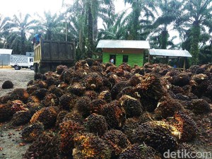Harga Sawit di Sumsel Tembus Rp 1.824/Kg