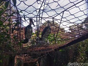 Bunbin Bandung Punya Koleksi Baru Bayi Bangau Tongtong