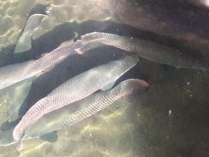 Masudin, Kolektor Ikan Arapaima Gigas dari Jombang