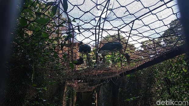 Bunbin Bandung Punya Koleksi Baru Bayi Bangau Tongtong