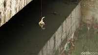 Sebelumnya petugas memancing buaya dengan seekor ayam.