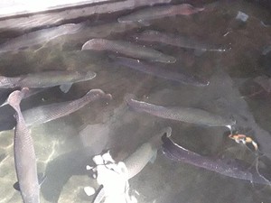 Total HG Punya 42 Ekor Ikan Arapaima Predator