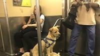 Bukan hanya anak-anak yang suka bermain kuda-kudaan. Anjing kecil ini juga suka main kuda-kudaan, di kereta bawah tanah. Istimewa/Boredpanda.