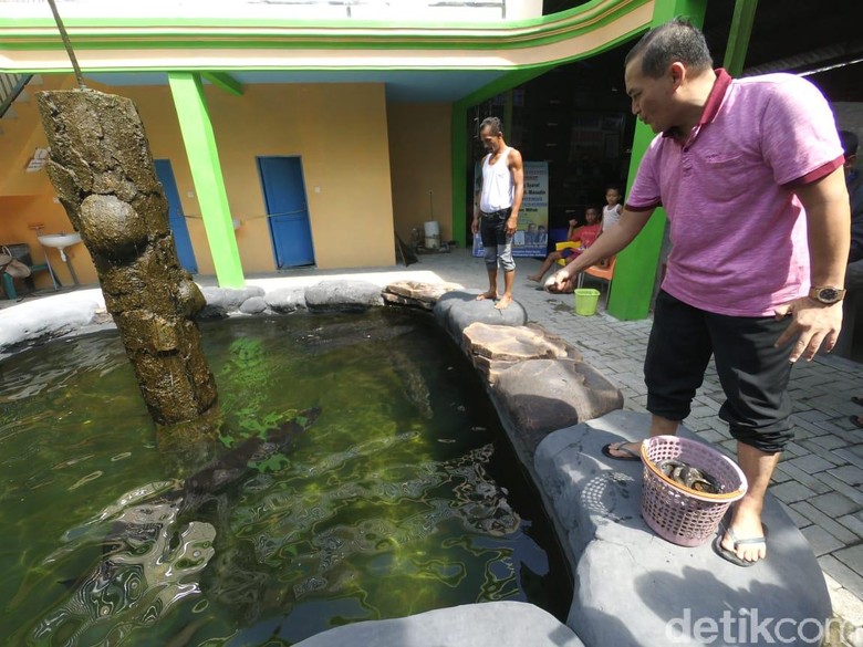 Cerita Masudin, Kolektor Ikan Arapaima dari Jombang Cerita Masudin, Kolektor Ikan Arapaima dari Jombang