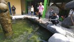 Ini Penampakan ikan Arapaima yang Dibeli Warga Jombang Rp 26 Juta
