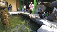 Ikan Arapaima ini dipelihara Masudin (45), warga Dusun Ketanen, Desa Banyuarang, Ngoro, Jombang/Foto: Enggran Eko Budianto