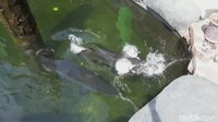 Ikan-ikan yang tergolong langka ini sudah dipelihara sejak 5 tahun lalu/Foto: Enggran Eko Budianto
