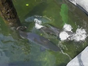 Ikan Arapaima Disebut Predator, Ini Pembelaan Masudin