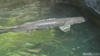 Ikan Arapaima sempat menjadi buah bibir lantaran dilepas di Sungai Brantas dan mengakibatkan pemiliknya berurusan dengan polisi/Foto: Enggran Eko Budianto
