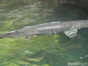 Mau Tahu Biaya Menghidupi Ikan Arapaima? Ini Kata Masudin