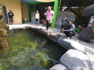 Koleksi Ikan Arapaima, Masudin: Saya Beli 2 Ekor Rp 26 Juta