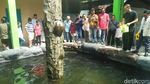 Ini Penampakan ikan Arapaima yang Dibeli Warga Jombang Rp 26 Juta