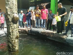 Menteri Susi Larang Pelihara Arapaima, Masudin: Saya Selamatkan Ikan Ini