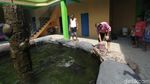 Ini Penampakan ikan Arapaima yang Dibeli Warga Jombang Rp 26 Juta