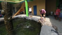 Dalam sehari Masudin menghabiskan 10 kg ikan lele untuk memberi makan ikan Arapaima miliknya/Foto: Enggran Eko Budianto