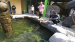 Ini Penampakan ikan Arapaima yang Dibeli Warga Jombang Rp 26 Juta